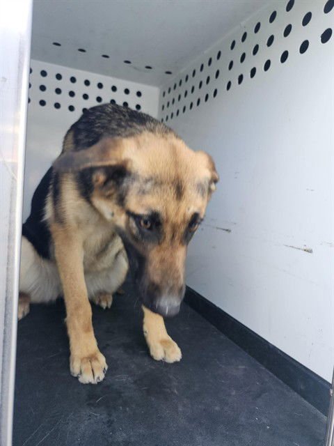 A166009 - German Shepherd Dog available for adoption