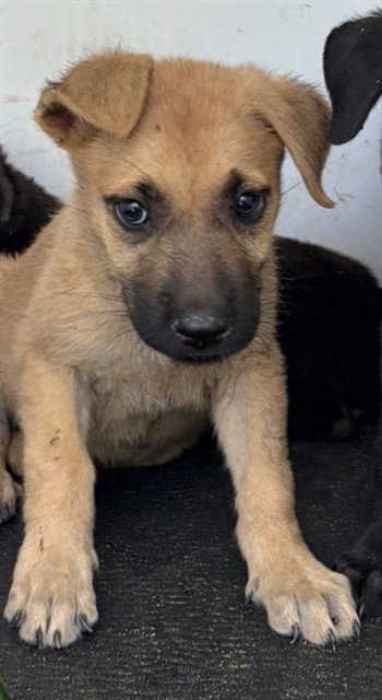 A170727 - German Shepherd Dog available for adoption