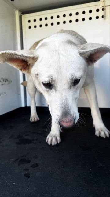 SUKI - German Shepherd Dog available for adoption