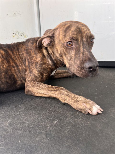 A171206 - Pit Bull Terrier available for adoption