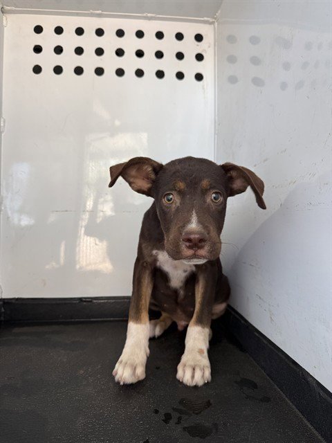 A170837 - Pit Bull Terrier available for adoption