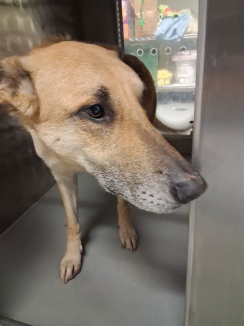 MELINA - German Shepherd Dog available for adoption