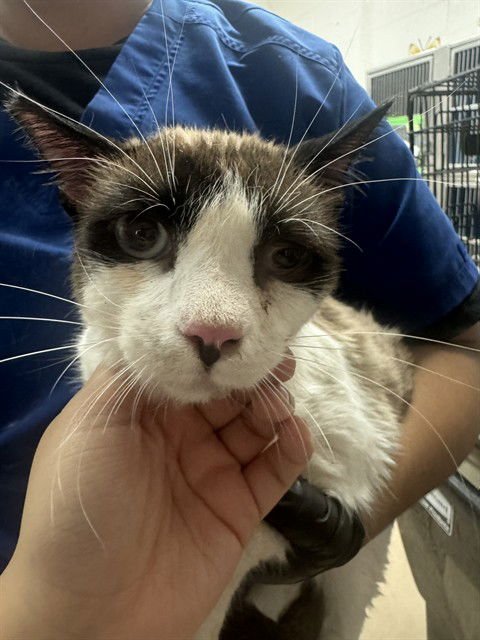 PATRICK - Snowshoe available for adoption