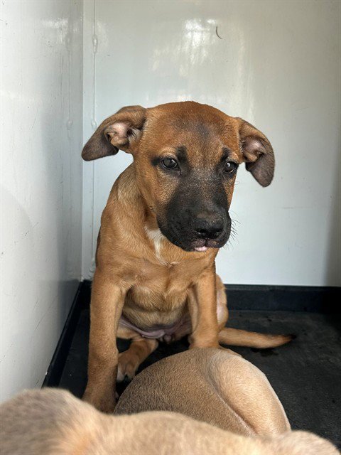 A170792 - Pit Bull Terrier available for adoption