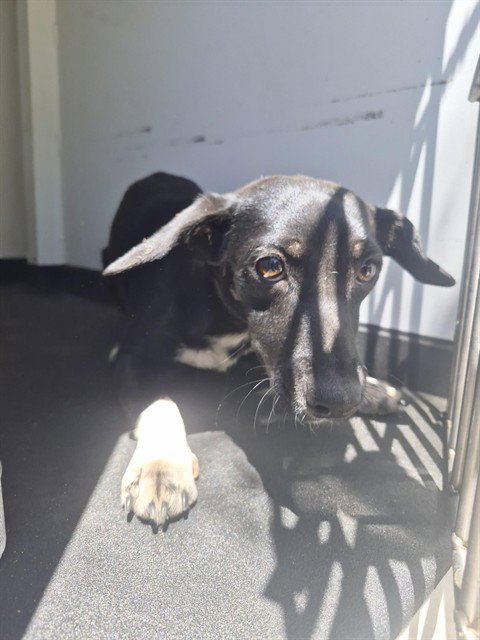 A171036 - Chihuahua available for adoption