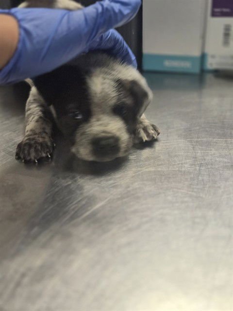 A166470 - Border Collie available for adoption