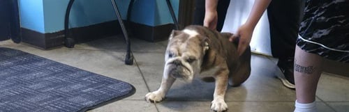 A167525 - English Bulldog available for adoption