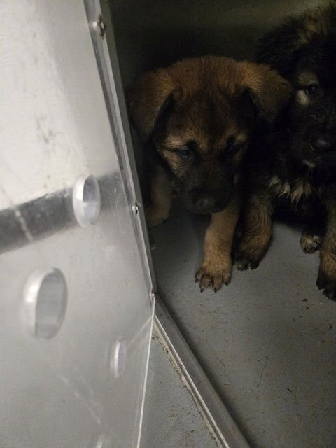 A166392 - German Shepherd Dog available for adoption