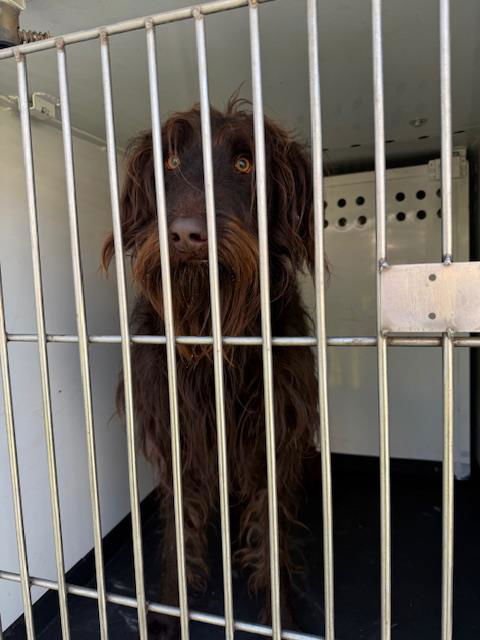 A166556 - Wire-haired Pointing Griffon available for adoption
