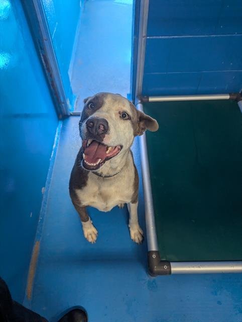 DOBBY - Pit Bull Terrier available for adoption