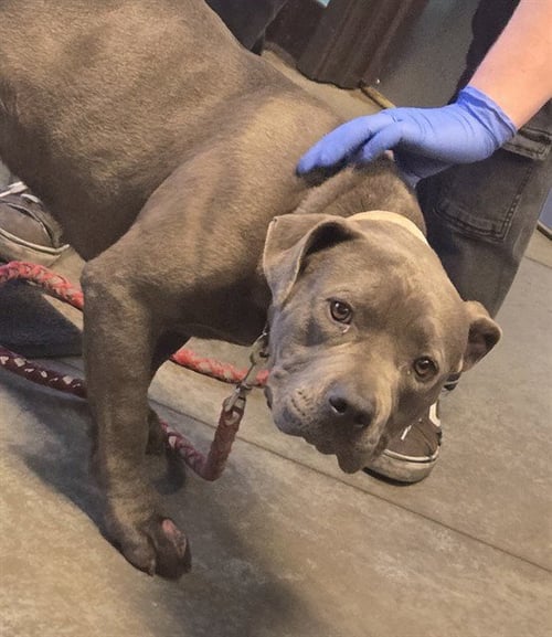 A167806 - Pit Bull Terrier available for adoption