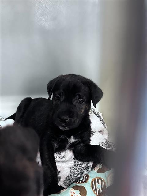 A170236 - Labrador Retriever available for adoption