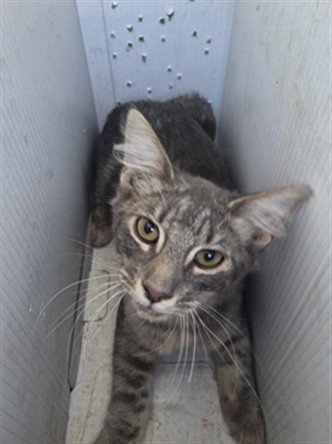 A171287 - Domestic Medium Hair for adoption in Bakersfield