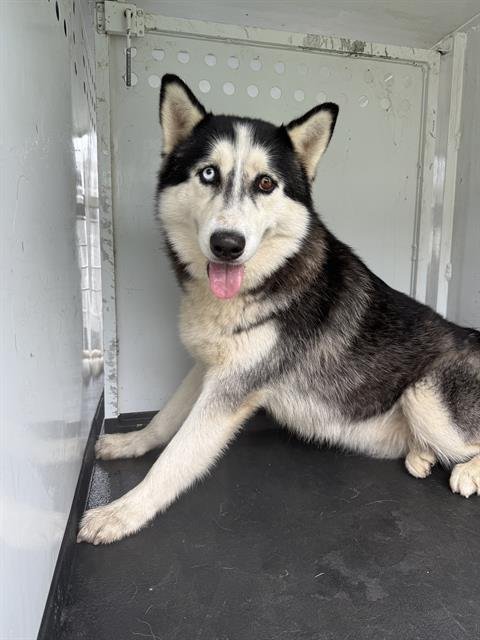 A165854 - Alaskan Malamute available for adoption