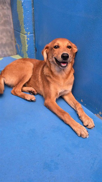 PUMPKIN - German Shepherd Dog / Hound available for adoption
