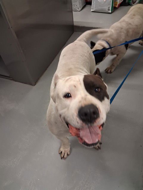 DUKE - American Staffordshire Terrier available for adoption