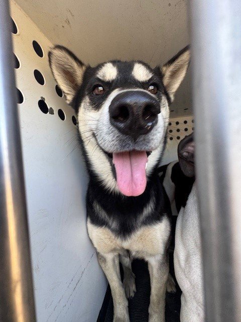 MASON - Husky available for adoption