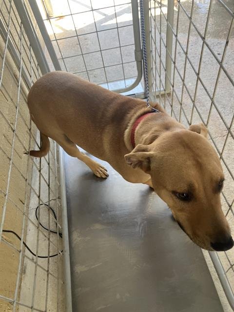 SCOOBY - Rhodesian Ridgeback available for adoption