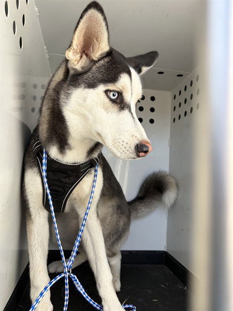 A167916 - Siberian Husky available for adoption
