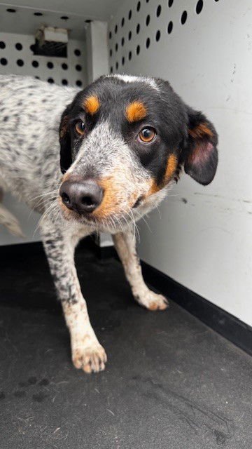 A165861 - Australian Cattle Dog/Blue Heeler available for adoption
