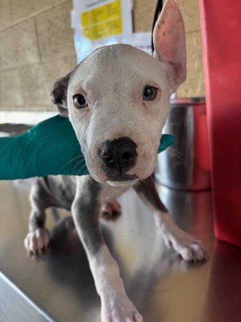 A167688 - Pit Bull Terrier available for adoption