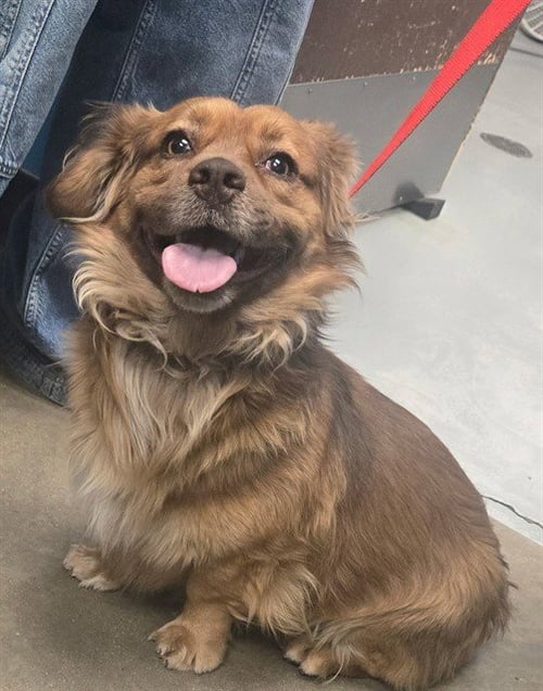 A167422 - Terrier / Dachshund available for adoption