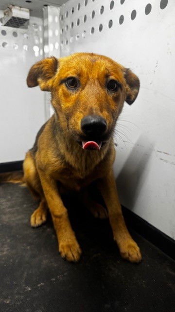 EMBER - German Shepherd Dog available for adoption