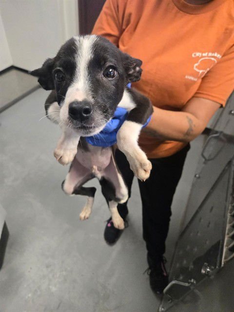 A166031 - Border Collie available for adoption