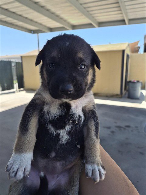 A170525 - German Shepherd Dog / Siberian Husky available for adoption