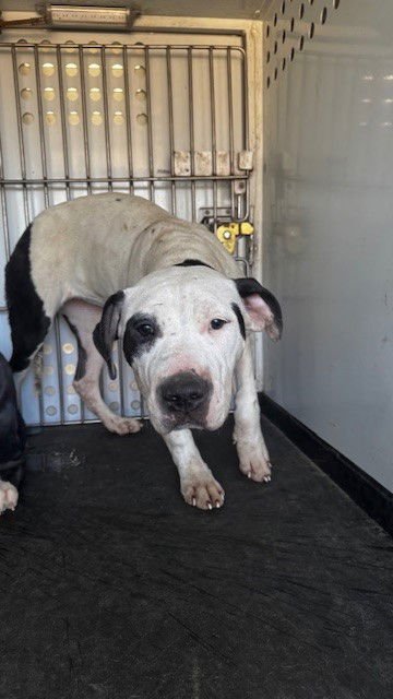 PANTALONES - Pit Bull Terrier available for adoption