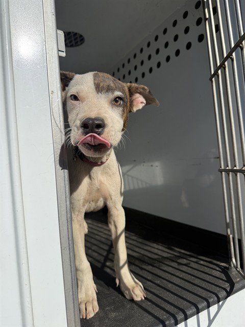 A171021 - Pit Bull Terrier available for adoption