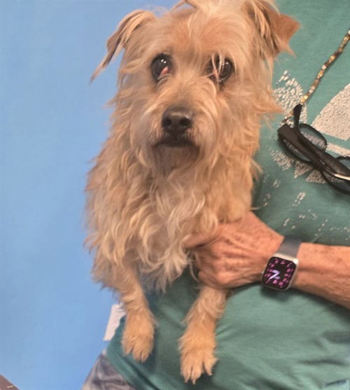 A167095 - Terrier available for adoption