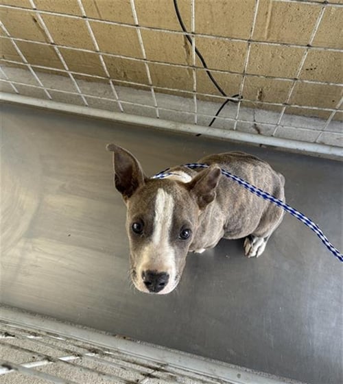 A168010 - Pit Bull Terrier available for adoption