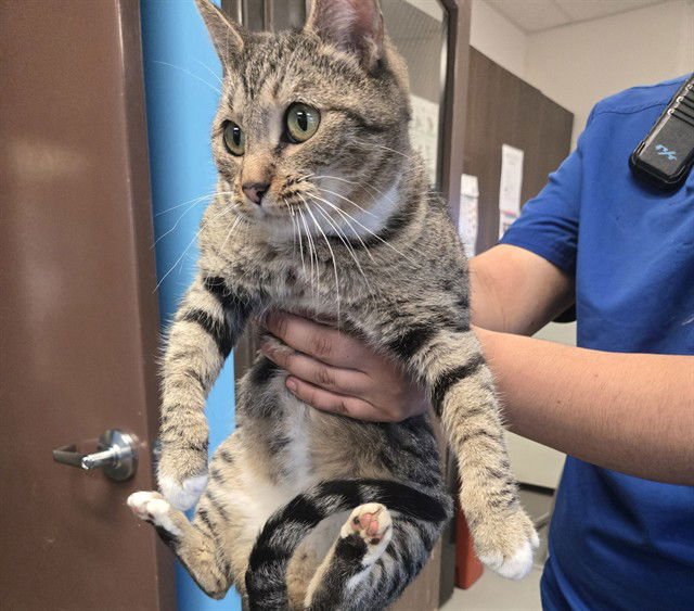 FELICIA - Domestic Short Hair available for adoption