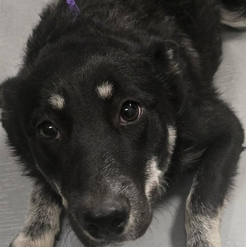 SHADOW - German Shepherd Dog / Queensland Heeler available for adoption
