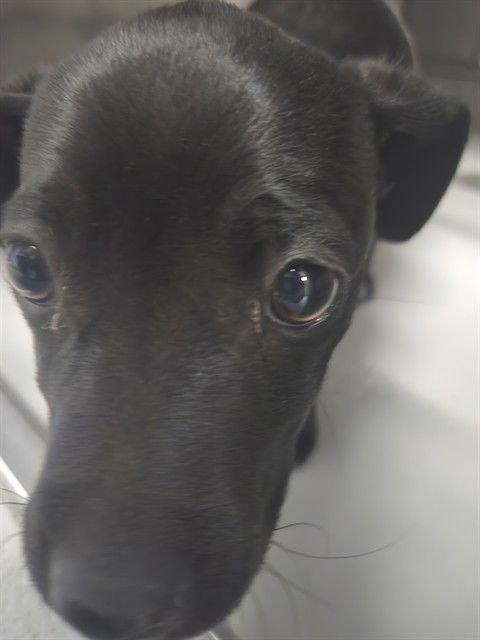 A166451 - Chihuahua available for adoption