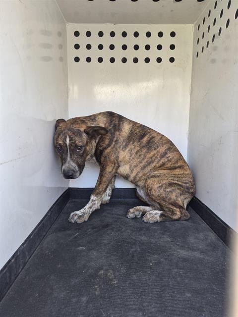 A169314 - Pit Bull Terrier / Queensland Heeler available for adoption