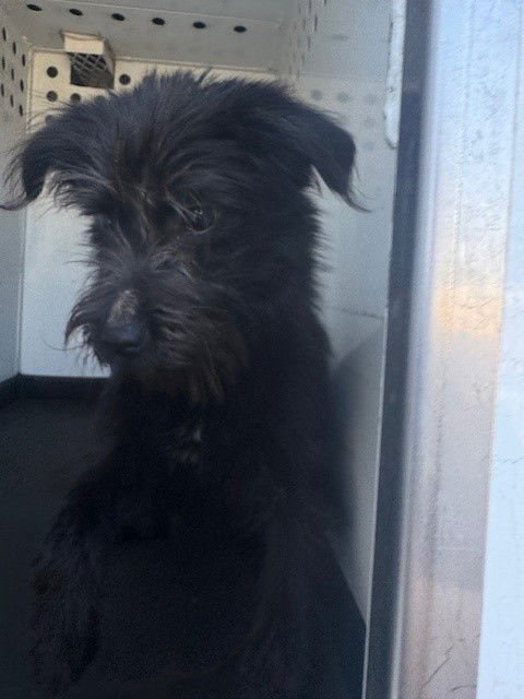 A166483 - Terrier available for adoption