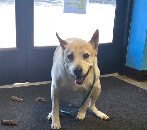 A167951 - Australian Cattle Dog/Blue Heeler available for adoption