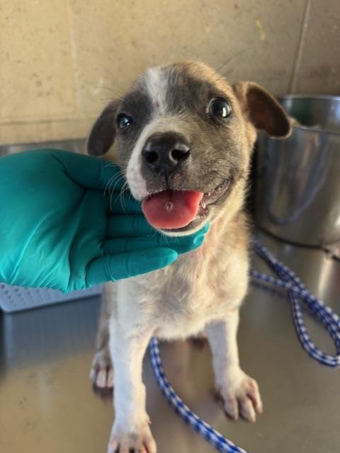 A170097 - Siberian Husky available for adoption