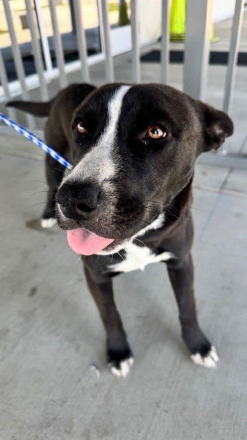 A167175 - Border Collie available for adoption
