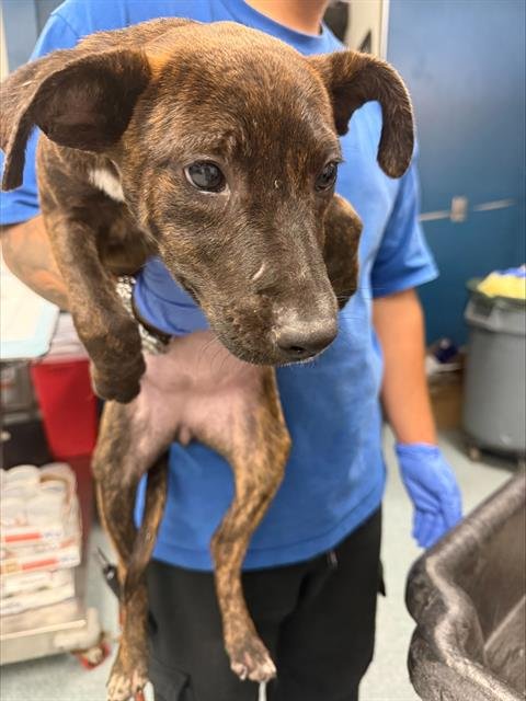 A168476 - Pit Bull Terrier available for adoption