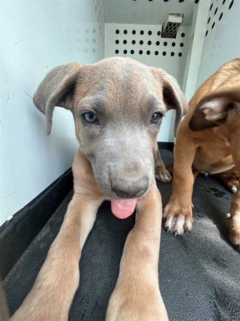 A170791 - Pit Bull Terrier available for adoption