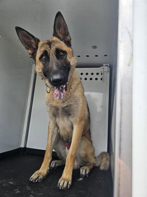 A170065 - German Shepherd Dog available for adoption