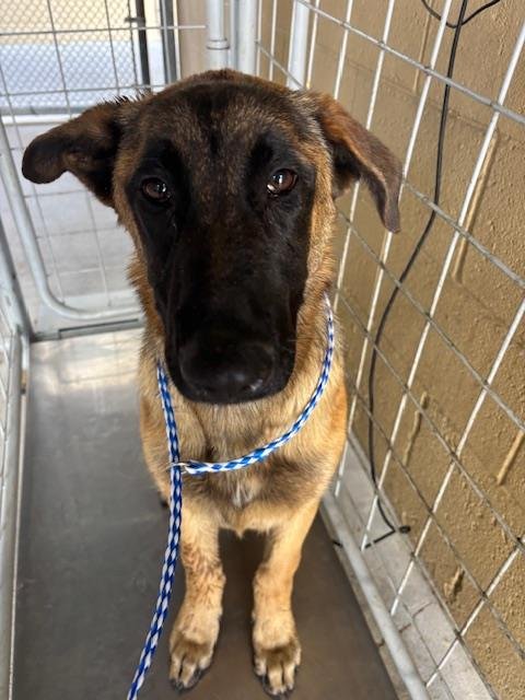 A168147 - Belgian Shepherd Malinois available for adoption