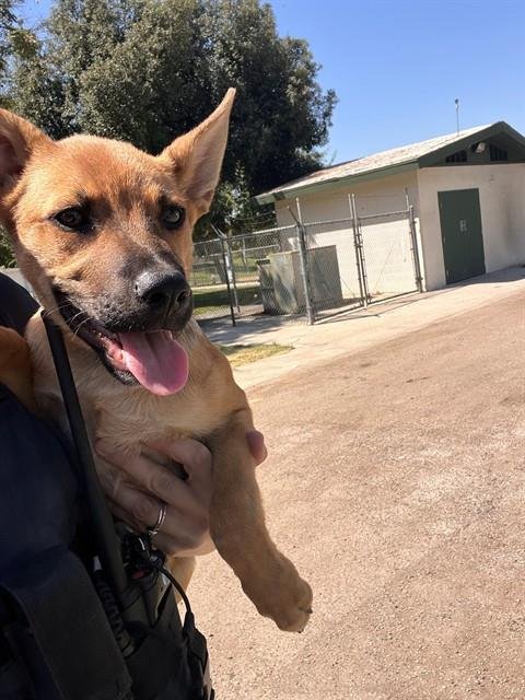 JOEY - German Shepherd Dog available for adoption