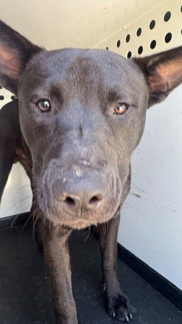 BAM BAM - Pit Bull Terrier available for adoption