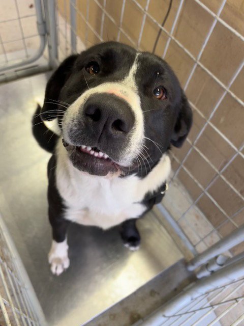 LUNA - Labrador Retriever / Border Collie available for adoption