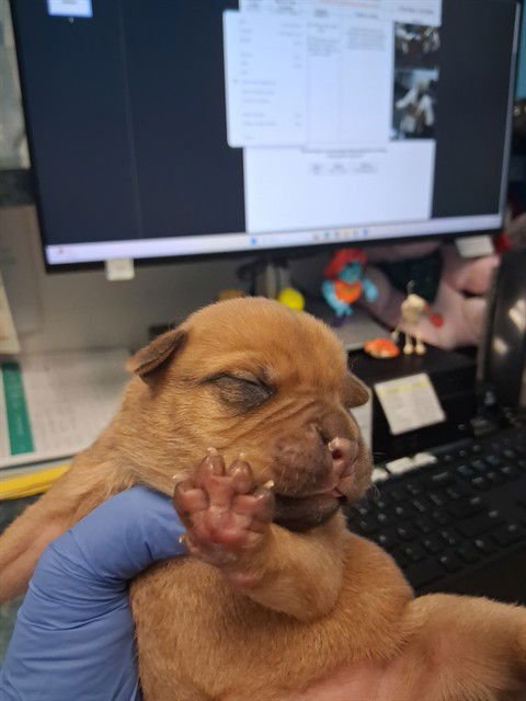 A165521 - Pit Bull Terrier available for adoption