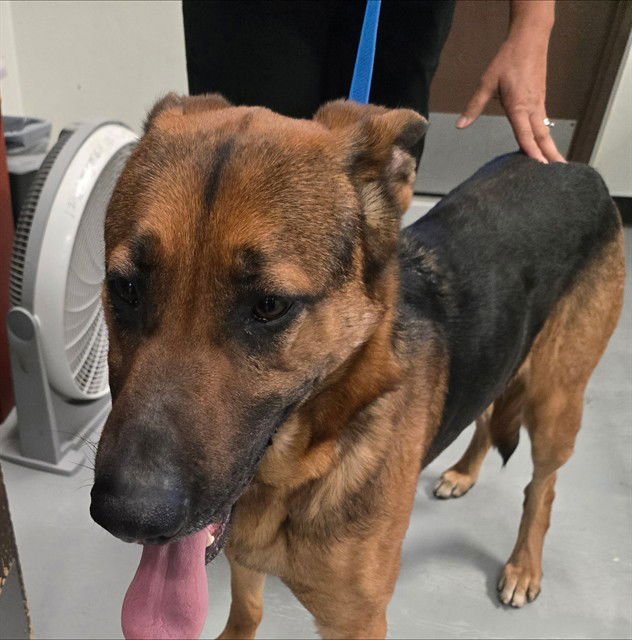 A166344 - German Shepherd Dog available for adoption